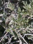 Western Wood Pewee